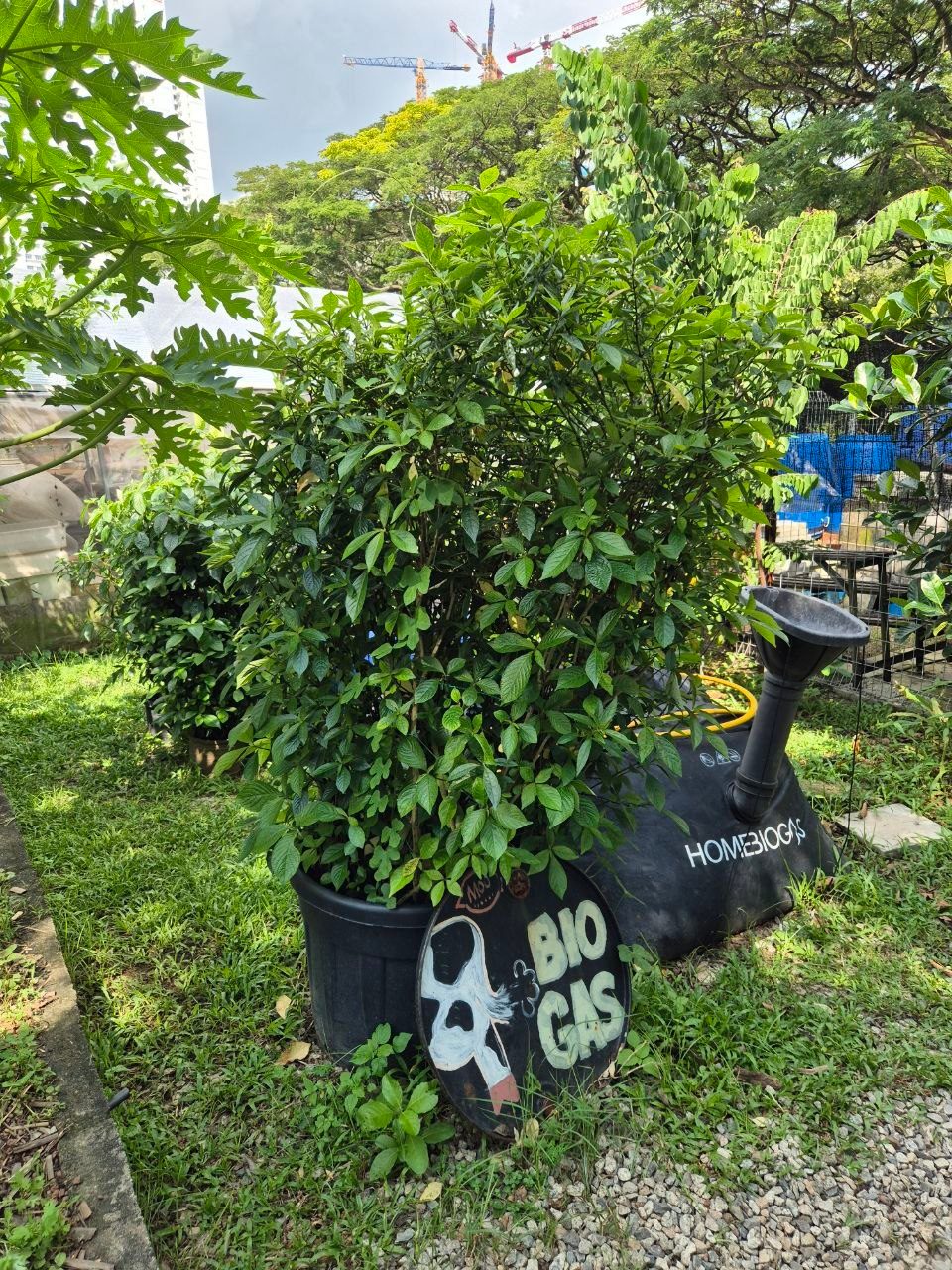 Black Face General growing