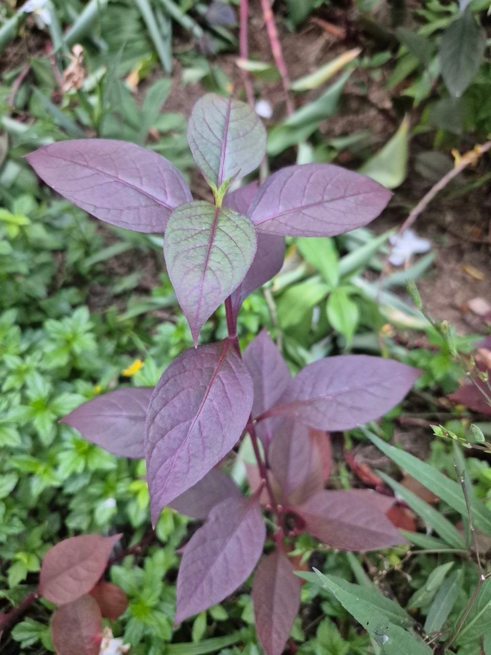 Hong Tian Wu growing