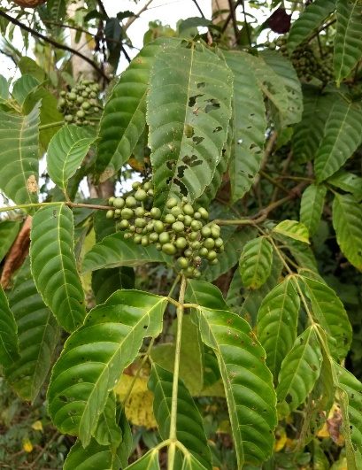 Leea Indica growing