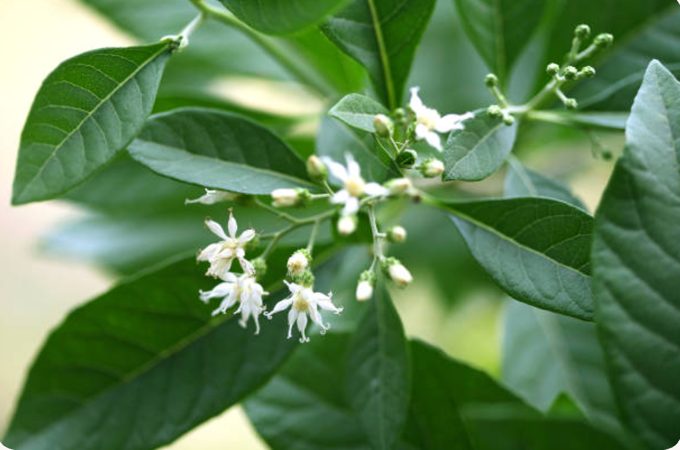 South African Bitter Leaf