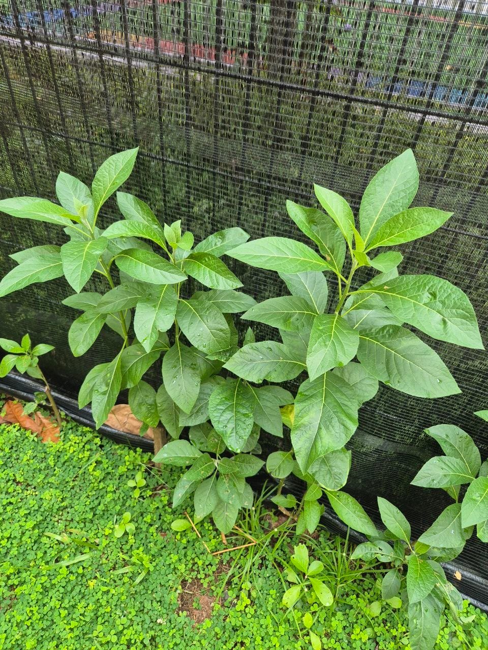 South African Bitter Leaf growing
